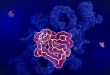 Rapamicina: Scutul Celulelor Imune Împotriva Deteriorării ADN-ului