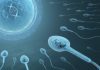 Ceasul Biologic al Îmbătrânirii Descoperit în ARN-ul Spermatozoizilor Umani