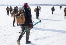 Secretele pescuitului pe gheață: Ce ne învață despre deciziile de căutare a hranei