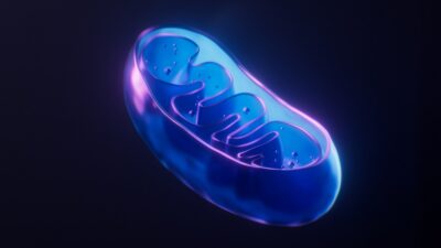 A-mitochondrion-400x225