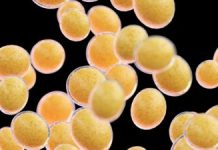 Descoperirea Transformării Grăsimii Albe în Căldură: O Nouă Speranță în Combaterea Obezității