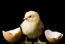 De la puii de găină la oameni: Cum sunetele precum “bouba” evocă forme rotunde