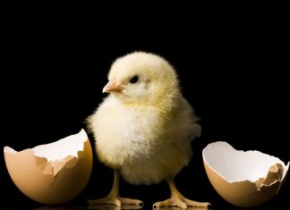 De la puii de găină la oameni: Cum sunetele precum “bouba” evocă forme rotunde 5 (1)