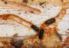 Ciuperca, Insecticidul Viitorului în Lupta cu Dăunătorii Lemnului