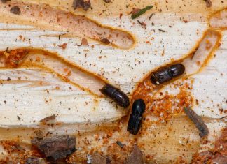 Ciuperca, Insecticidul Viitorului în Lupta cu Dăunătorii Lemnului 0 (0)