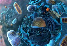 Descoperirea Legăturii dintre Îmbătrânire, Autofagie și Longevitate prin Remodelarea Conservată a Reticulului Endoplasmatic