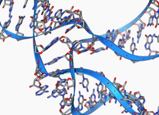 Descoperire revoluționară: Un fragment de ARN de numai 45 de baze se poate auto-replica 1 (1)