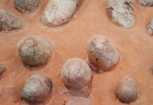 Secretele vârstei fosilelor dezvăluite prin cojile de ouă de dinozaur