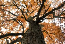 Renașterea castanului american, o specie “funcțional dispărută”