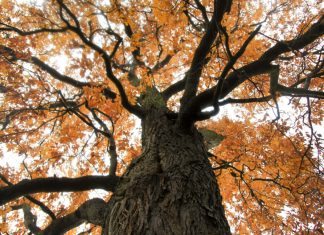 Renașterea castanului american, o specie “funcțional dispărută” 0 (0)