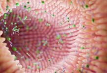 Microbiomul Tineresc Revitalizează Funcțiile Intestinale la Șoareci