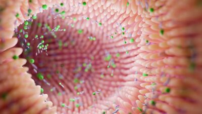 Intestinal-bacteria-400x225