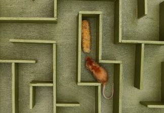 Reducerea Hormonului de Creștere Îmbunătățește Capacitățile Cognitive ale Șoarecilor În Vârstă 0 (0)