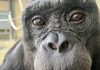 Kanzi, bonobo-ul care organizează ceaiuri imaginare, sfidează granițele imaginației animalelor