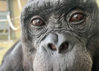 Kanzi, bonobo-ul care organizează ceaiuri imaginare, sfidează granițele imaginației animalelor 4.7 (3)