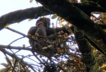 Cimpanzeii Bețivi? Studiul care Confirmă o Teorie Controversată despre Originea Gustului Uman pentru Alcool