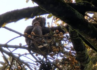 Cimpanzeii Bețivi? Studiul care Confirmă o Teorie Controversată despre Originea Gustului Uman pentru Alcool 0 (0)