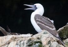 Cum a contribuit excrementul păsărilor marine la ascensiunea Regatului Chincha din Peru?