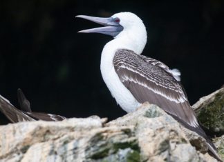 Cum a contribuit excrementul păsărilor marine la ascensiunea Regatului Chincha din Peru? 0 (0)