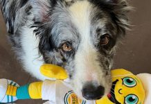 Câini Dotați în Învățarea Cuvintelor Arată Afecțiune Împărtășind Jucăriile Lor