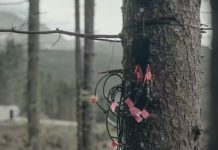 Studiu controversat despre capacitatea brazilor de a anticipa eclipsele solare este contestat