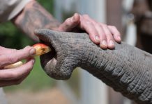 Inteligența Materială a Mustăților de Elefant: Senzori Naturali pentru Navigare Precisă