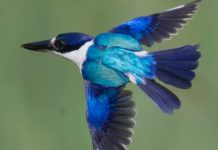 Raiul culorilor în pene: Structura inedită a penelor de pescăruș dezvăluită prin raze X