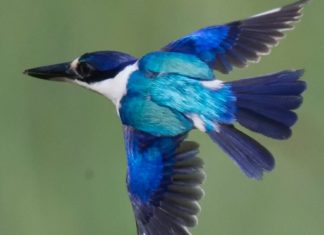 Raiul culorilor în pene: Structura inedită a penelor de pescăruș dezvăluită prin raze X 5 (1)