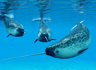 Narvalii își Reduc Activitatea Vocală pe Măsură ce Oceanul Arctic Devine Mai Zgomotos 5 (1)
