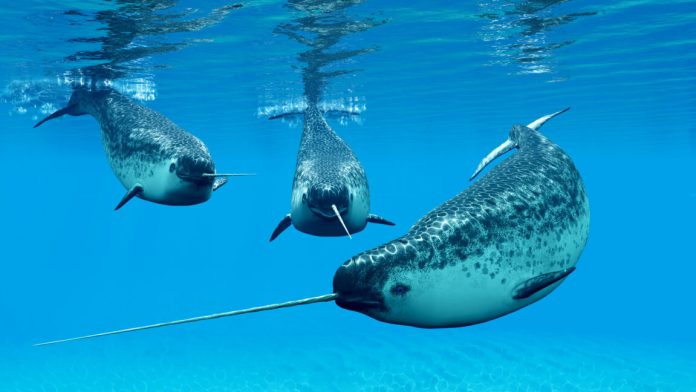 narwhal-1152x648
