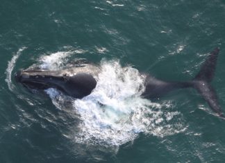 Oase de balene descoperite la 400 km în interiorul continentului în timpul căutării fosilelor de mamut 4 (1)