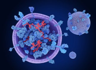 Descoperire Revoluționară în Imunologie: Un Nou “Comutator Ubiquitin” Esențial în Lupta Antivirală 0 (0)