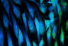 Codul Epigenetic al Memoriei Inflamatorii: Cum Persistă Bolile Cronice