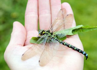 De ce nu mai vedem libelule gigantice în zilele noastre: O ipoteză populară este infirmată 5 (1)