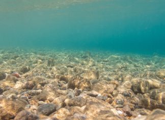 Exploatarea Minelor din Adâncul Oceanului: O Soluție Sustenabilă sau un Risc Ecologic? 5 (1)