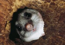 Animalele Neobișnuite Care Își Controlează Temperatura Corporală