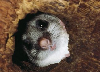 Animalele Neobișnuite Care Își Controlează Temperatura Corporală 0 (0)