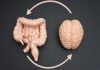 Cum influențează bacteriile intestinale cogniția prin intermediul nervului vag