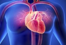 Cum Îmbătrânește Inima: Descoperiri Recente în Cardiologie