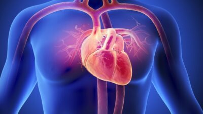 Heart-in-body-400x225