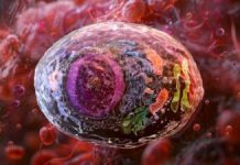 Celule CAR T create direct în corp elimină tumorile la șoareci