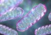 Noua Strategie de Livrare a Mitochondriilor Poate Combate Parkinson la Șoareci