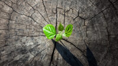 New-growth-from-old-tree-400x225