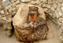 Cum Importau Papagali Exotici Regatele Pre-Incașe din Peru