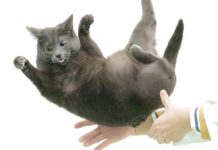 Misterul Agilității Pisicilor în Cădere: Descoperiri Noi despre Flexibilitatea Coloanei Vertebrale