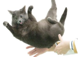 Misterul Agilității Pisicilor în Cădere: Descoperiri Noi despre Flexibilitatea Coloanei Vertebrale 5 (2)