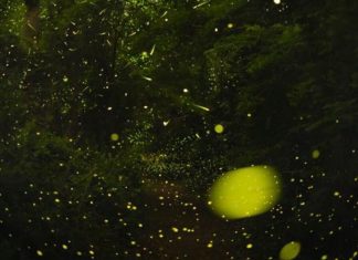 Misterul Sincronizării Licuricilor: O Privire Științifică 0 (0)