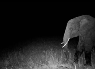 În Căutarea Elefanților Fantomă: O Aventură Cinematografică cu Werner Herzog 5 (1)