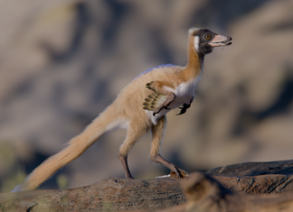 Descoperirea unui dinozaur pitic cu brațe lungi schimbă teoriile despre miniaturizarea dinozaurilor 0 (0)