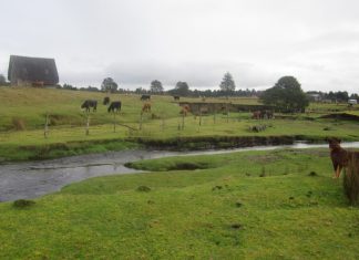 Situl Monte Verde: O Dată Revizuită, Dar Perspective Nemodificate 0 (0)